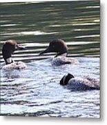 Loons At Play Metal Print