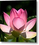 Lotus Beauty--radiant Beauty Dl011 Metal Print