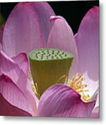 Lotus--center Of Being Iv Dl071 Metal Print