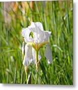 Lovely White Iris In Field Of Grass Metal Print