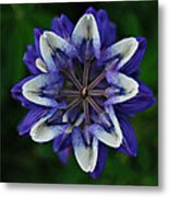 Lupine From Above Metal Print