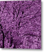 Lush Lavender Metal Print