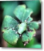 #macro #insect #igmacro #ig_macro Metal Print