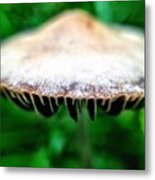 Macro Mushroom Flying Saucer Metal Print