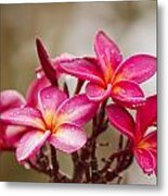 Magenta Plumeria Bunch Metal Print