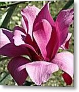 Magnolia Blossum Metal Print