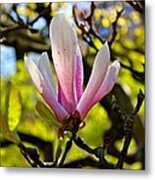 Magnolia Metal Print