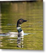 Maine Loon 7 Metal Print