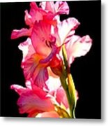 Majestic Gladiolus Metal Print