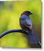 Male Cowbird - Back Profile Metal Print