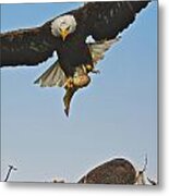 Male Eagle With Dinner Metal Print