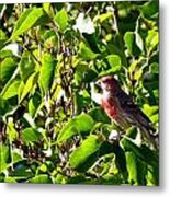 Male House Finch Metal Print