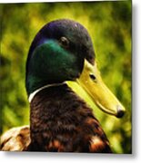 Male Mallard Duck Metal Print