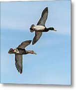 Mallards In Flight Metal Print