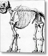 Mastodon Skeleton Drawing Metal Print