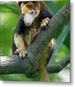 Matschies Tree Kangaroo Dendrolagus Metal Print