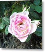 Miniature Rose Metal Print