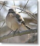 Mockingbird Close Up Metal Print