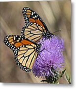 Monarch Butterflies On Field Thistle Din162 Metal Print