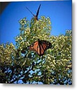 Monarch Show Metal Print