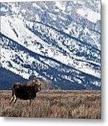 Moose And Grand Teton Grand Teton National Park Metal Print