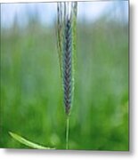 Morning Dew Metal Print