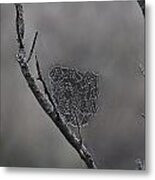 Morning Dew Metal Print