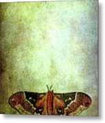 Moth Metal Print