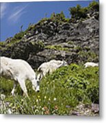 Mountain Goat Ewes And Kid Grazing Metal Print