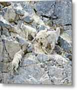 Mountain Goats 2 Metal Print