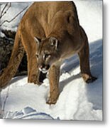 Mountain Lion Puma Concolor Metal Print
