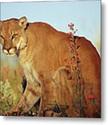 Mountain Lion Puma Concolor Portrait Metal Print