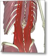 Muscles Of The Back Metal Print