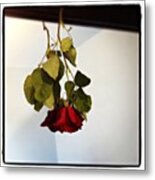 My Baby Gave Me A #rose On Our Metal Print