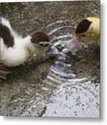 My Ducks Metal Print