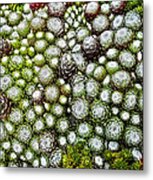 My Rockery ... Metal Print