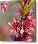 Nectarine Blossoms Metal Print