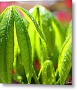 New Leaves On The Money Tree Metal Print