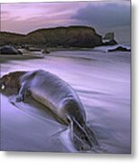 Northern Elephant Seal Bull Laying Metal Print