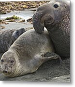 Northern Elephant Seal Male Attempting Metal Print