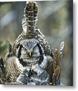 Northern Hawk Owl Surnia Ulula At Nest Metal Print