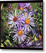 Odd Aster Out Metal Print