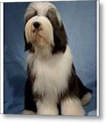 Old English Sheepdog 48 Metal Print