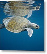 Olive Ridley Sea Turtle Lepidochelys Metal Print