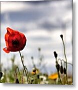 One Of The Poppy Pics For ❤wifey Metal Print