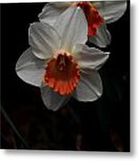 Orange And White Daffodils - 5 Metal Print