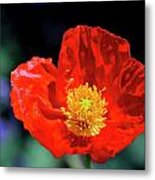 Orange Poppy Metal Print