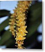 Orchid 908 Metal Print