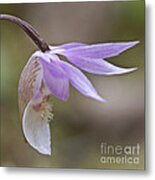 Orchid Calypso Bulbosa - 2 - Finland Metal Print