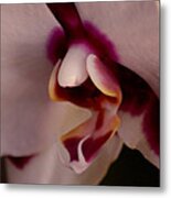 Orchid Face Metal Print